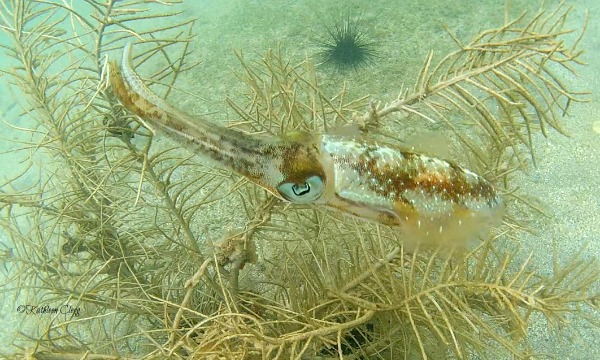 Top 6 Snorkeling Beaches in Martinique Anse Mitan