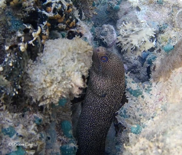 Top 6 Snorkeling Beaches in Martinique Anse Mitan