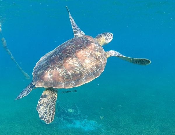 Top 6 Snorkeling Beaches in Martinique Grand Anse