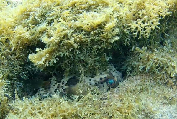 Top 6 Snorkeling Beaches in Martinique Balloon Fish