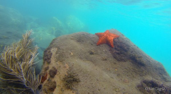 Top 6 Snorkeling Beaches in Martinique Saint Pierre