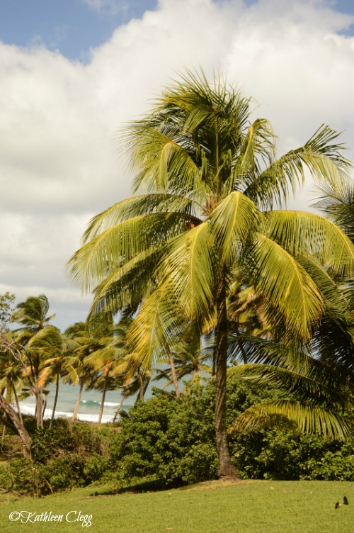 My Top 10 Favorite Restaurants in Martinique