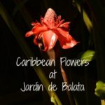 Caribbean Flowers at Jardin de Balata