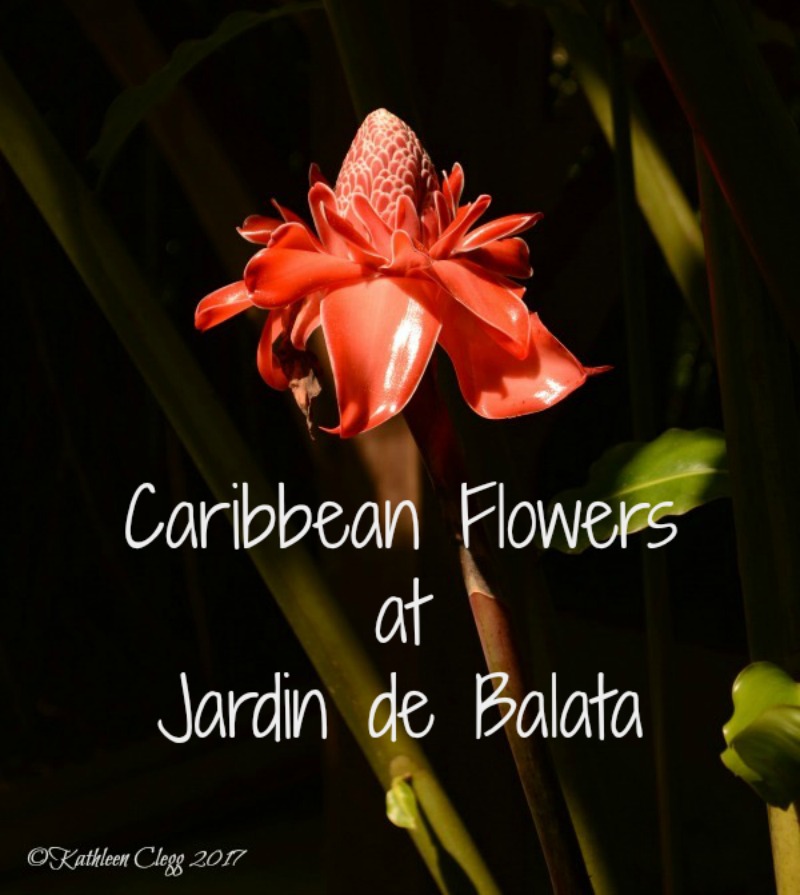 Caribbean Flowers at Jardin de Balata 