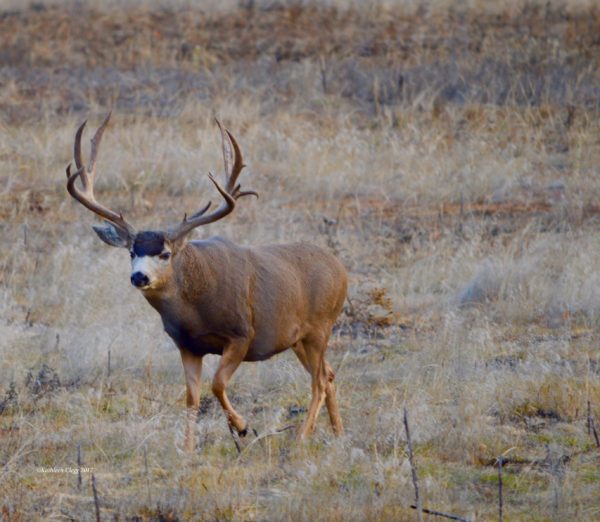 Rocky Mountain Arsenal National Wildlife Refuge