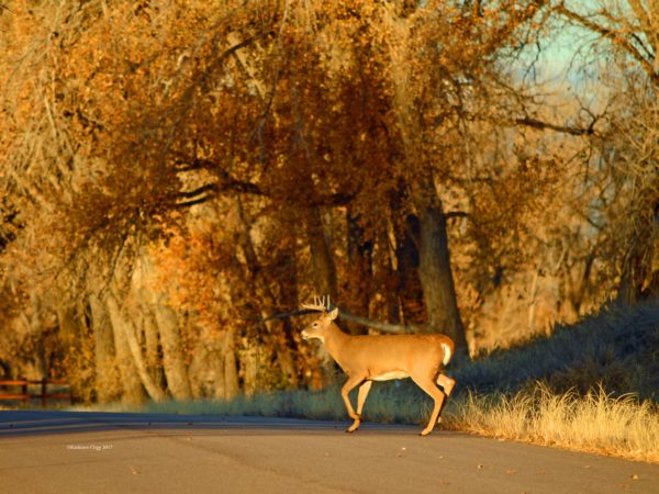 Rocky Mountain Arsenal National Wildlife Refuge