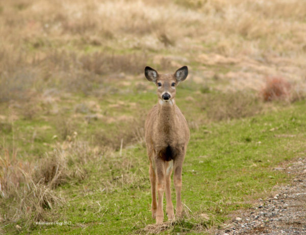 Rocky Mountain Arsenal National Wildlife Refuge