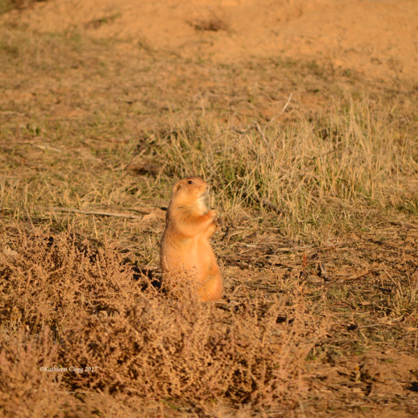 Rocky Mountain Arsenal National Wildlife Refuge