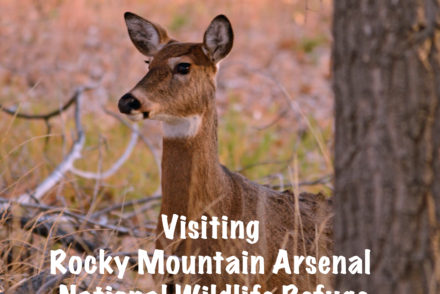 Rocky Mountain Arsenal National Wildlife Refuge