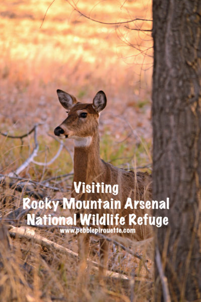 Rocky Mountain Arsenal National Wildlife Refuge