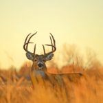 Rocky Mountain Arsenal National Wildlife Refuge