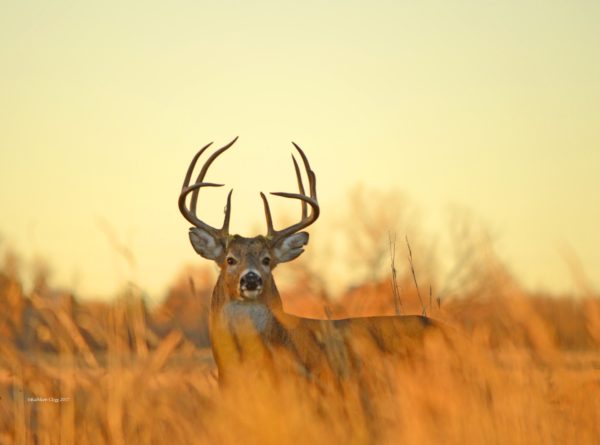 Rocky Mountain Arsenal National Wildlife Refuge