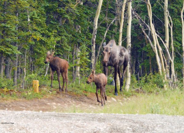 My 5 Favorite Places Alaska