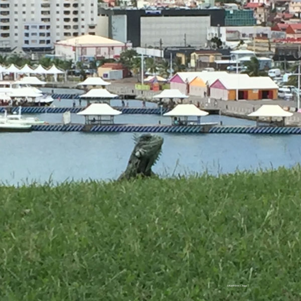 Iguana Fort de France Martinique