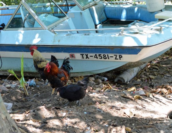 Great Restaurants on Caye Caulker Belize