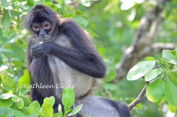 Lamanai Mayan Ruins Spider Monkey