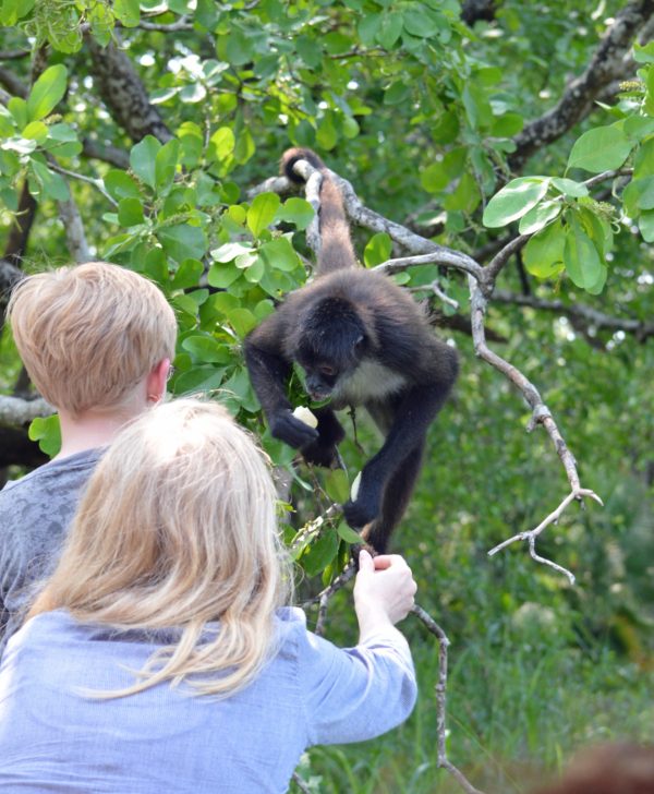 Lamanai Mayan Ruins Spider Monkey