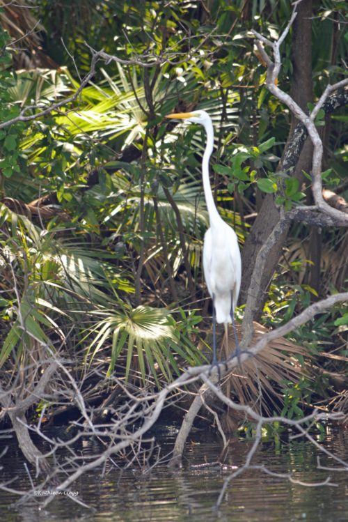 Lamanai Mayan Ruins Egret