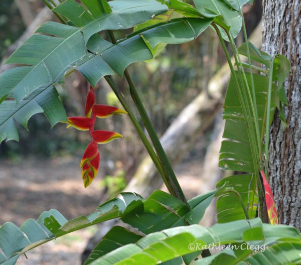 Lamanai Mayan Ruins Heliconia