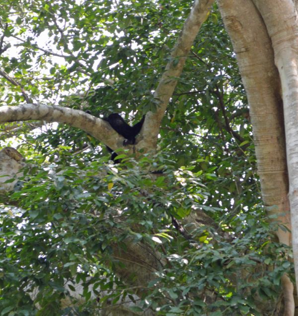 Lamanai Mayan Ruins Monkey