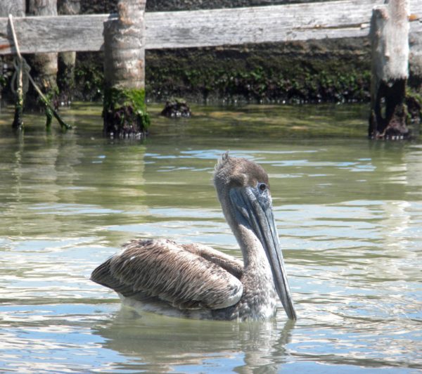 Have Fun and Relax on Caye Caulker Belize