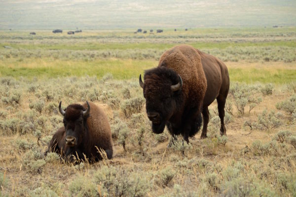 Yellowstone National Park Visitors Guide Bison