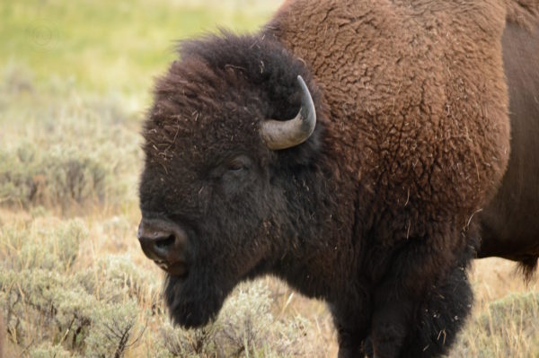 Yellowstone National Park Visitors Guide Bison