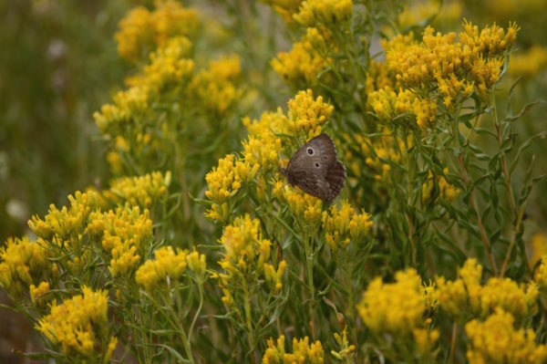 Yellowstone National Park Visitors Guide Butterfly