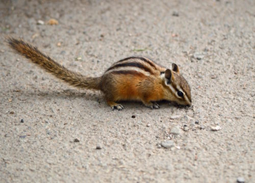 Yellowstone National Park Visitors Guide Chipmunk