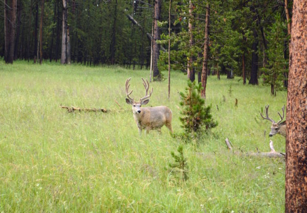 Yellowstone National Park Visitors Guide Deer