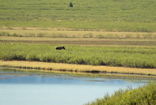 Denali Highway Alaska Road Trip