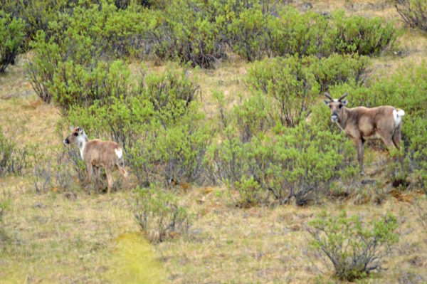 Denali Highway Alaska Road Trip