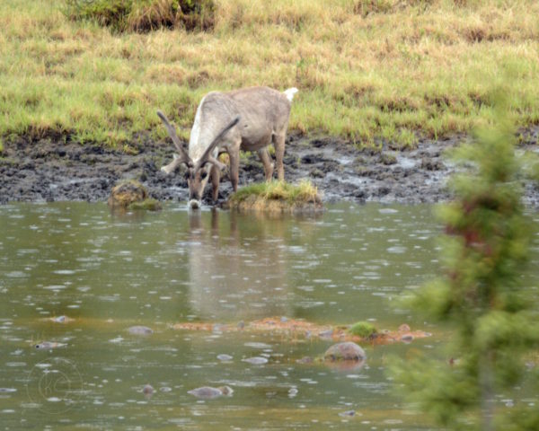 Denali Highway Alaska Road Trip