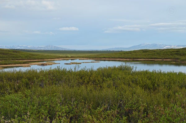 Denali Highway Alaska Road Trip