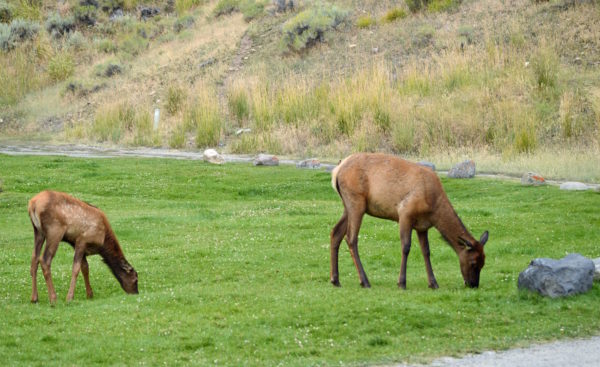 Yellowstone National Park Visitors Guide Elk