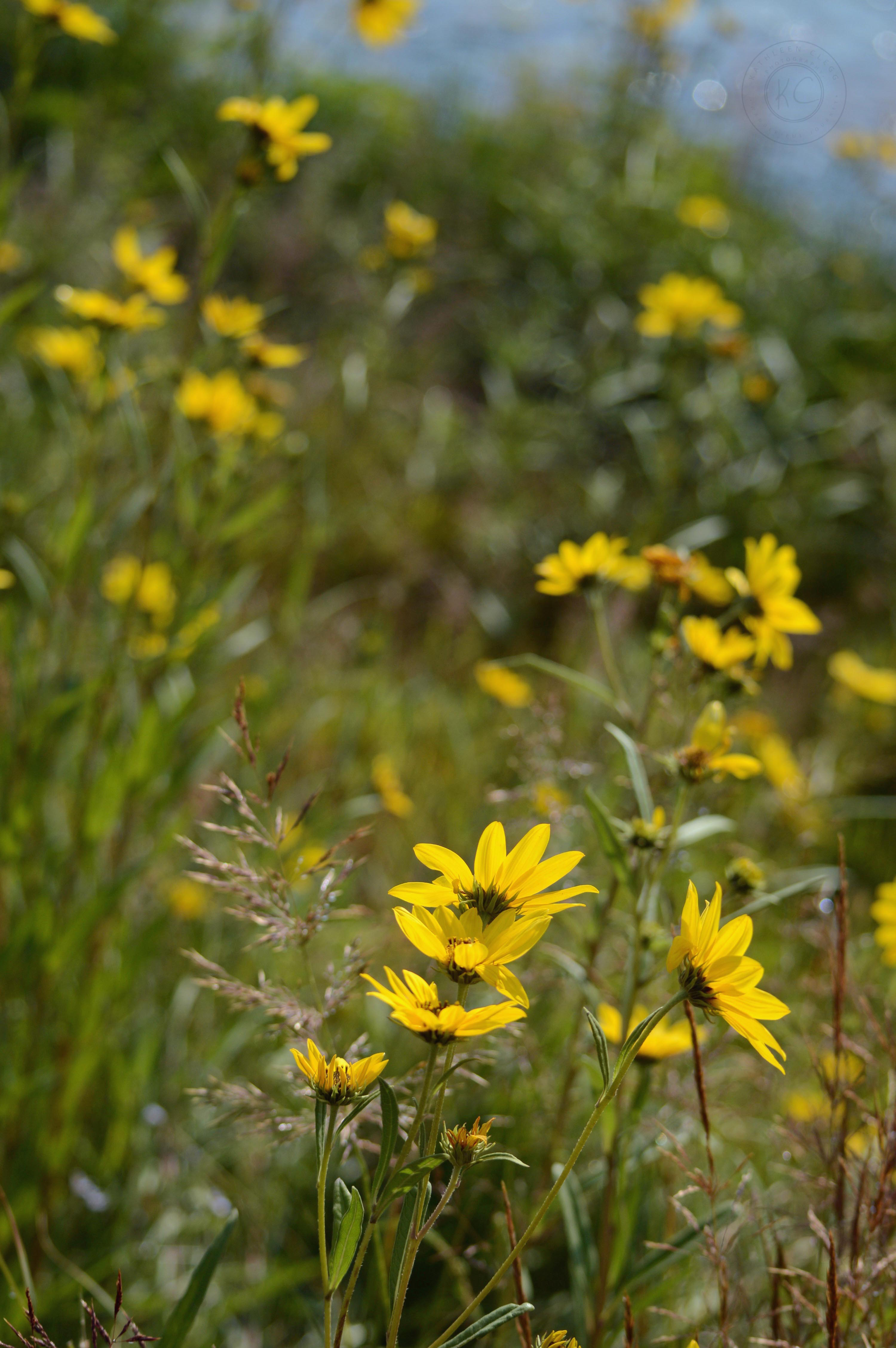 Yellowstone National Park Visitors Guide Flowers