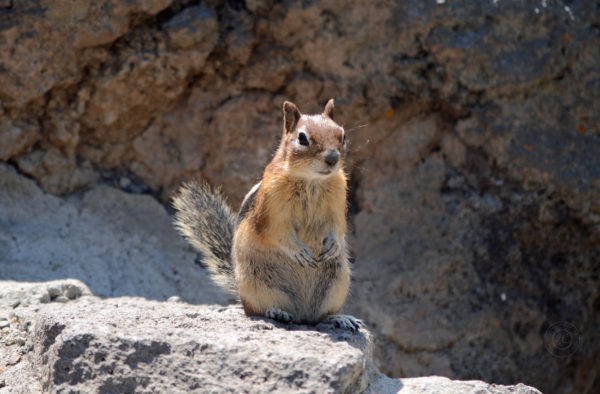 Yellowstone National Park Visitors Guide