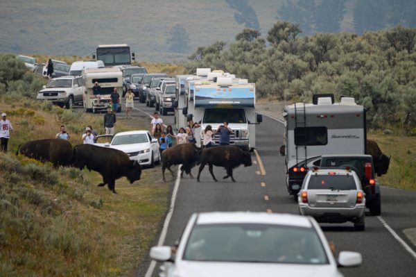 Yellowstone National Park Visitors Guide