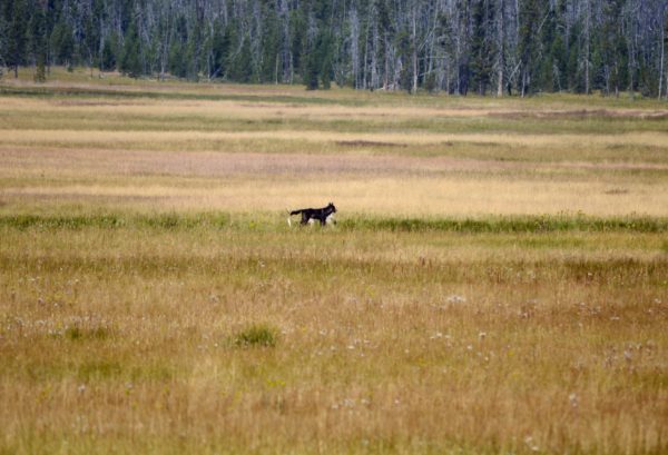 Yellowstone National Park Visitors Guide