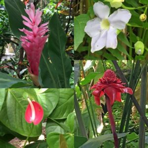 Diamond Botanical Gardens Saint Lucia beautiful flowers pebblepirouette.com #caribbean #saintlucia #botanicalgardens #flowers #tropicalflowers