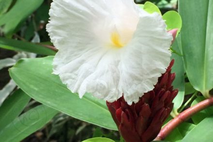 Diamond Botanical Gardens Saint Lucia beautiful flowers pebblepirouette.com #caribbean #saintlucia #botanicalgardens #flowers #tropicalflowers