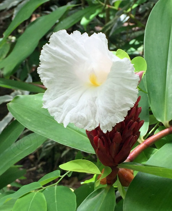 Diamond Botanical Gardens Saint Lucia beautiful flowers pebblepirouette.com #caribbean #saintlucia #botanicalgardens #flowers #tropicalflowers 