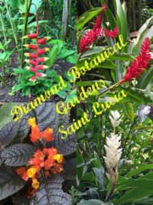 Diamond Botanical Gardens Saint Lucia beautiful flowers pebblepirouette.com #caribbean #saintlucia #botanicalgardens #flowers #tropicalflowers