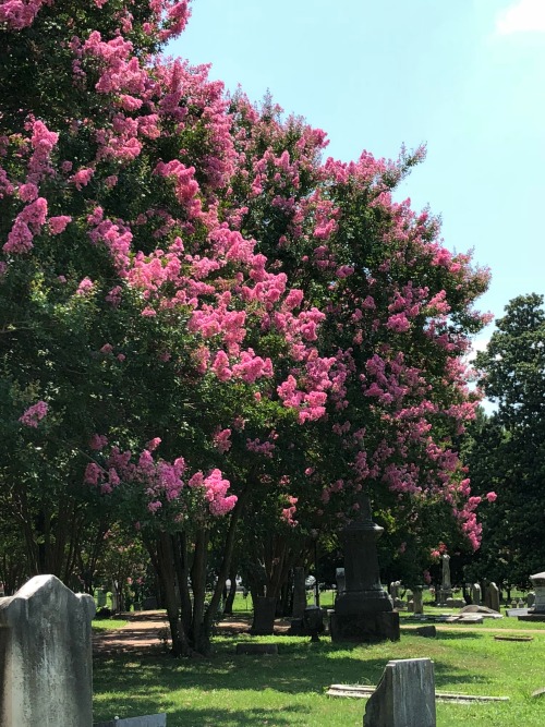 Memphis History through Elmwood Cemetery pebblepirouette.com #memphis #tennessee #elmwoodcemetery #memphishistory 