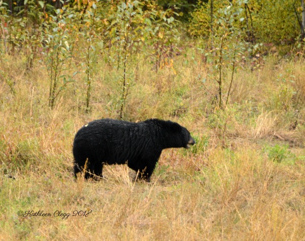 Alaska Highway Roadtrip #alcanhighway #alaskahighway #roadtrip #canada #alaska #roadtrip pebblepirouette.com