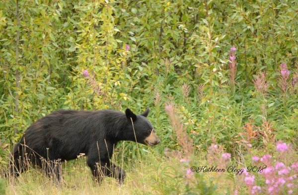 Alaska Highway Roadtrip #alcanhighway #alaskahighway #roadtrip #canada #alaska #roadtrip pebblepirouette.com