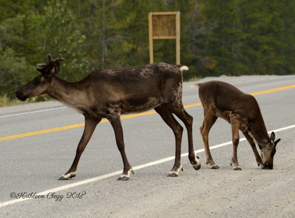 Alaska Highway Roadtrip #alcanhighway #alaskahighway #roadtrip #canada #alaska #roadtrip pebblepirouette.com