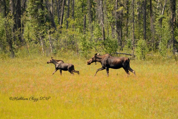 Alaska Highway Roadtrip #alcanhighway #alaskahighway #roadtrip #canada #alaska #roadtrip pebblepirouette.com