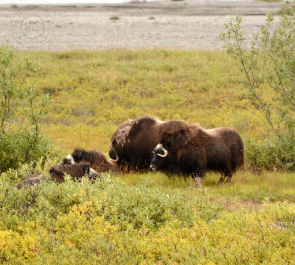 4 Day Dalton Highway Road Trip pebble pirouette.com #alaska #daltonhighway #roadtrip #nature