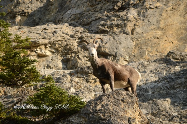 Alaska Highway Roadtrip #alcanhighway #alaskahighway #roadtrip #canada #alaska #roadtrip pebblepirouette.com